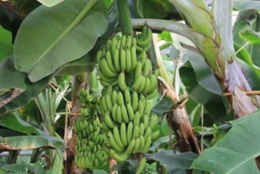 国产香蕉伊人,引领健康生活新潮流